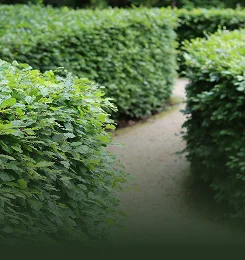 Shrub Hedge & Bush Trimming