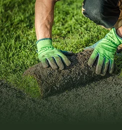 Sod Installation
