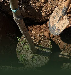 Tree Transplanting & Planting