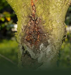 Tree Disease Treatment