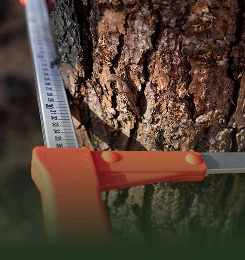 Tree Health Assessment