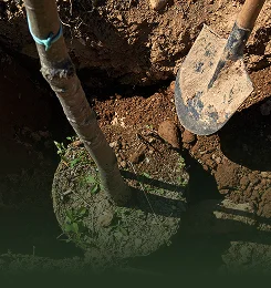 Tree Planting