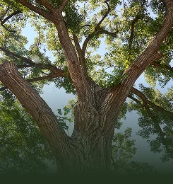 Tree Risk Assessment