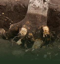 Tree Root Removal