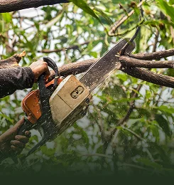 Tree Trimming