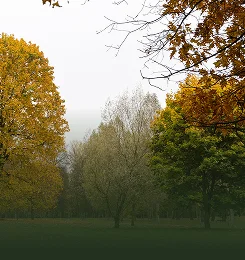 Tree Types